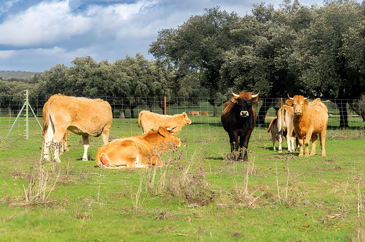 wholesale beef supplier Spain cattle pasture