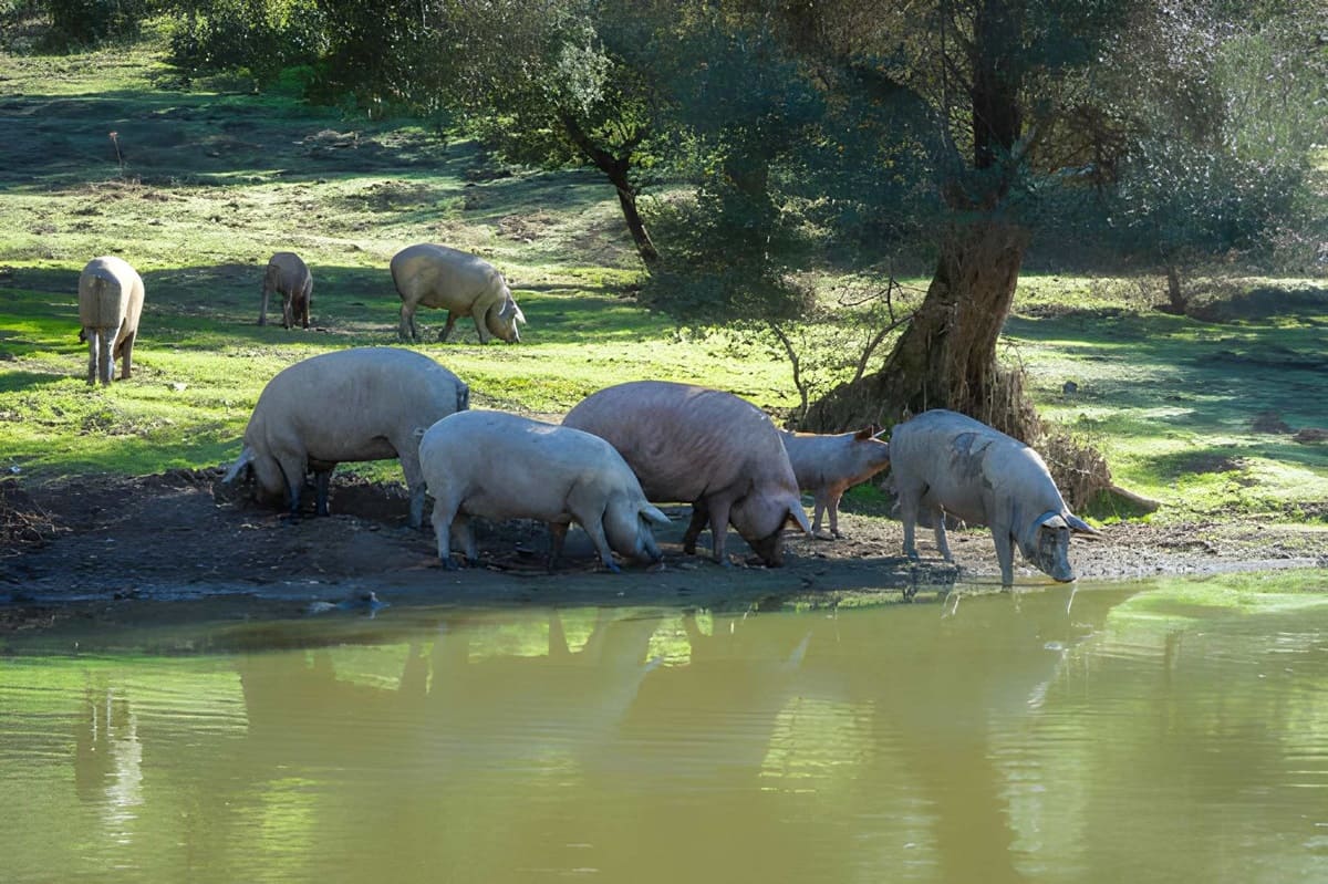 wholesale pork supplier Spain Iberian white pork